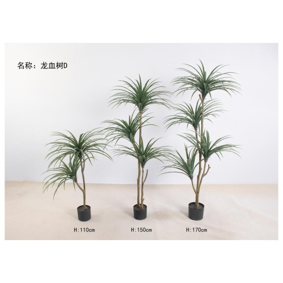 龙血树D 170cm4头