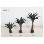 芦荟 60cm