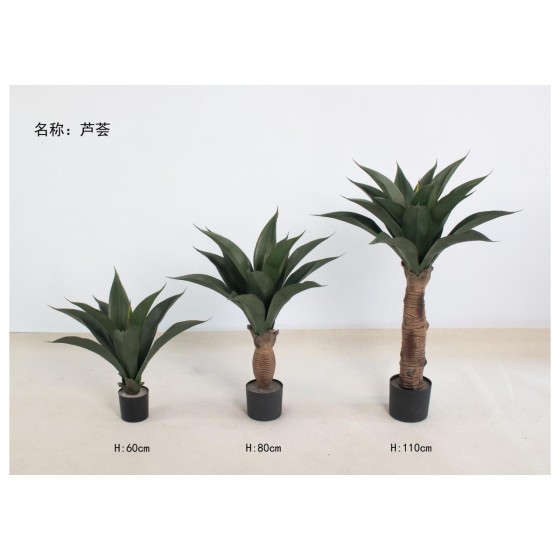 芦荟 80cm