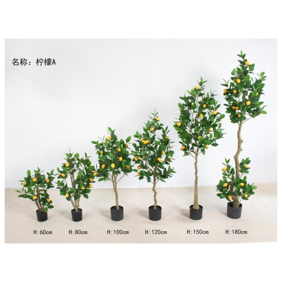 柠檬A 165cm