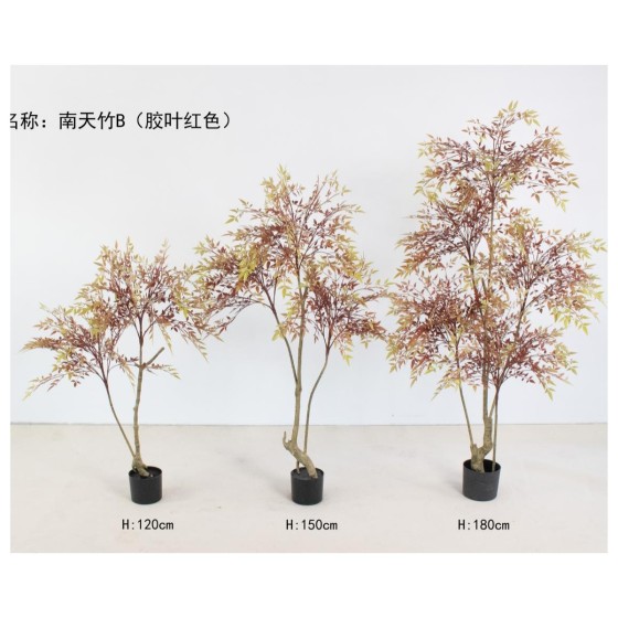 南天竹B胶叶红色 120cm