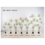 南天竹D（多杆小叶红色） 200cm