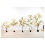 南天竹F(老桩款） 120cm