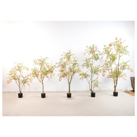 南天竹F(老桩款） 120cm