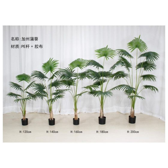 蒲葵 200cm