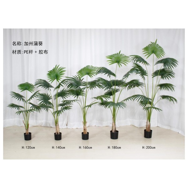 蒲葵 200cm