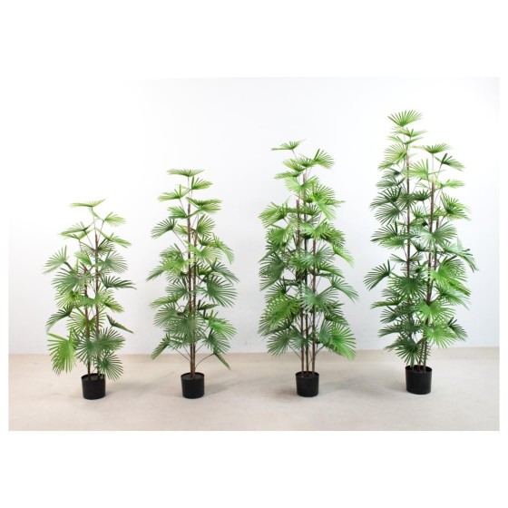 蒲葵B 120cm