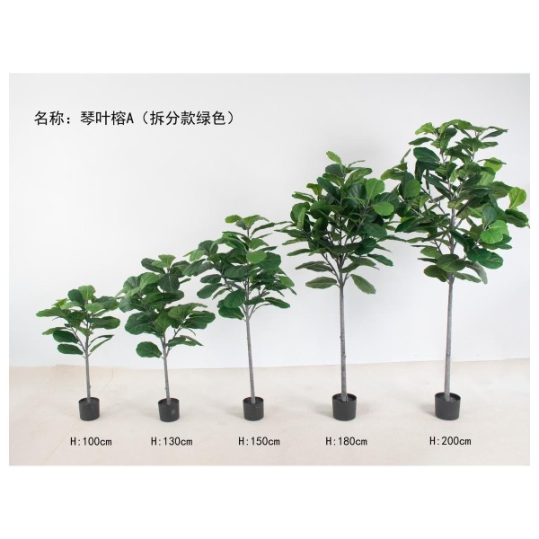 琴叶榕A（拆分款绿色） 130cm3叉