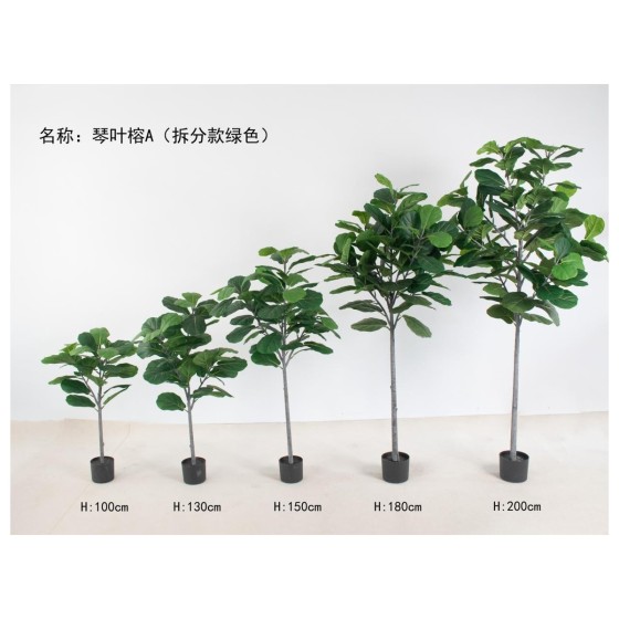 琴叶榕A（拆分款绿色） 150cm4叉