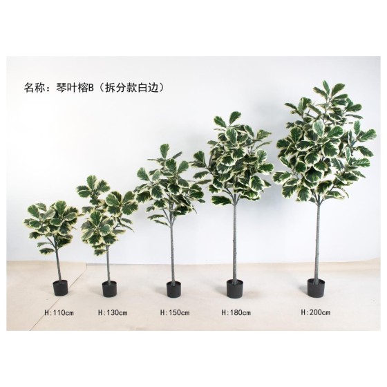琴叶榕B（拆分款白边） 130cm3叉