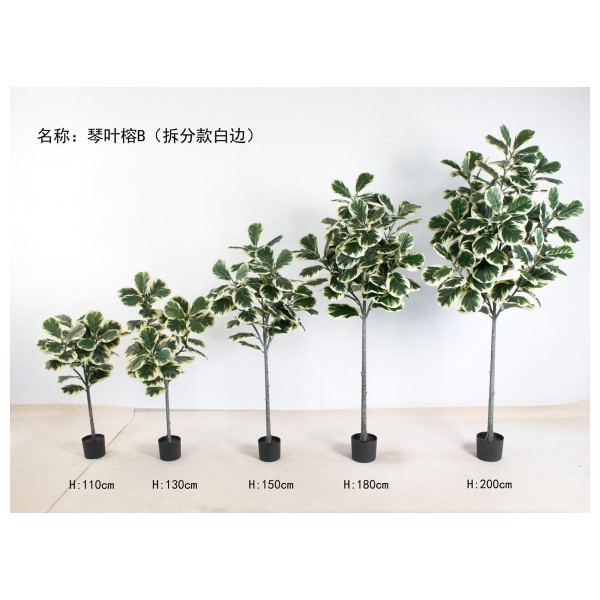 琴叶榕B（拆分款白边） 130cm3叉