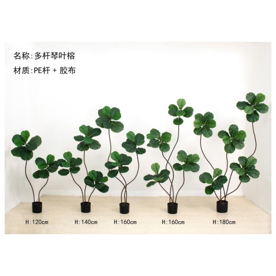 琴叶榕D多杆 120cm