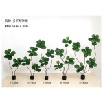 琴叶榕D多杆 160cm