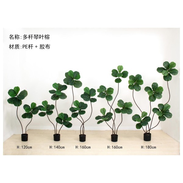 琴叶榕D多杆 160cm