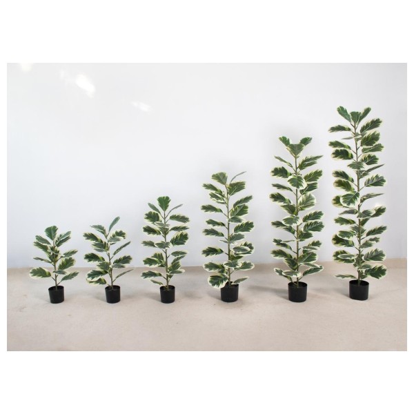琴叶榕E(单杆拆分） 70CM