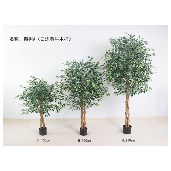 榕树A（白边黄牛木杆） 210cm