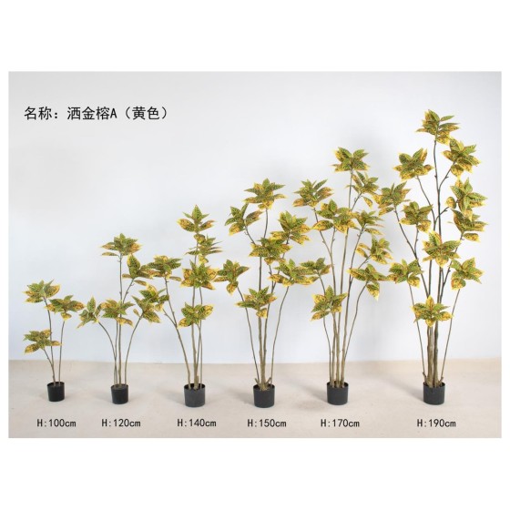 洒金榕A（黄色） 170cm