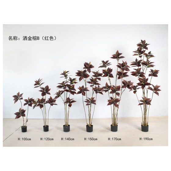 洒金榕B（红色） 140cm