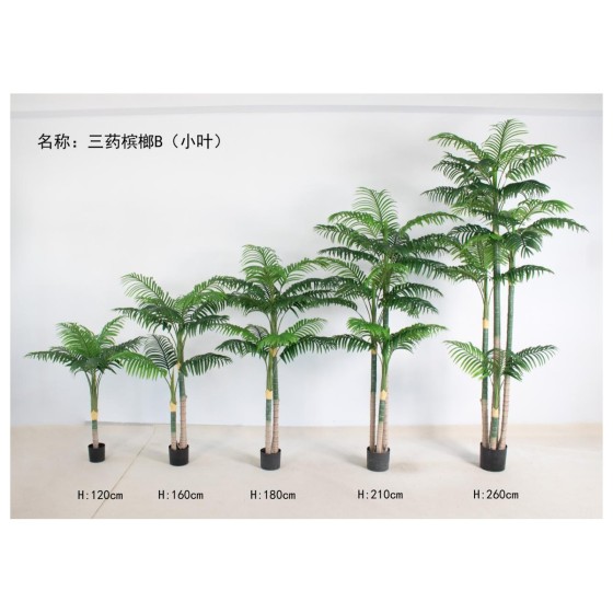 三药槟榔B（小叶） 120cm单