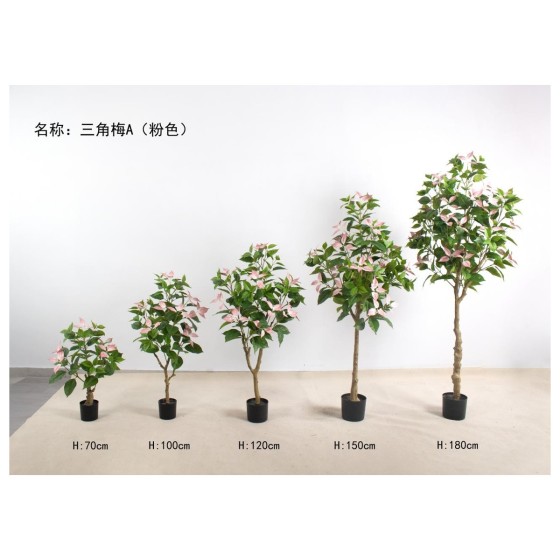 三角梅A（粉色） 180cm