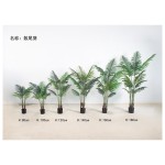 散尾葵（网格红裤子） 100cm