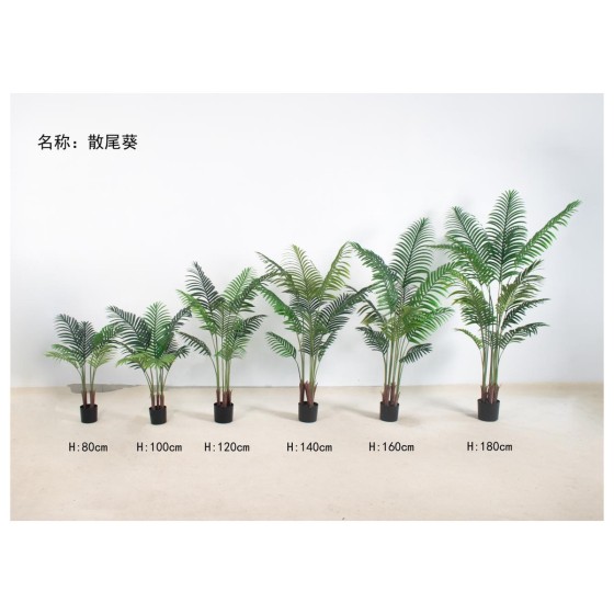 散尾葵（网格红裤子） 140cm