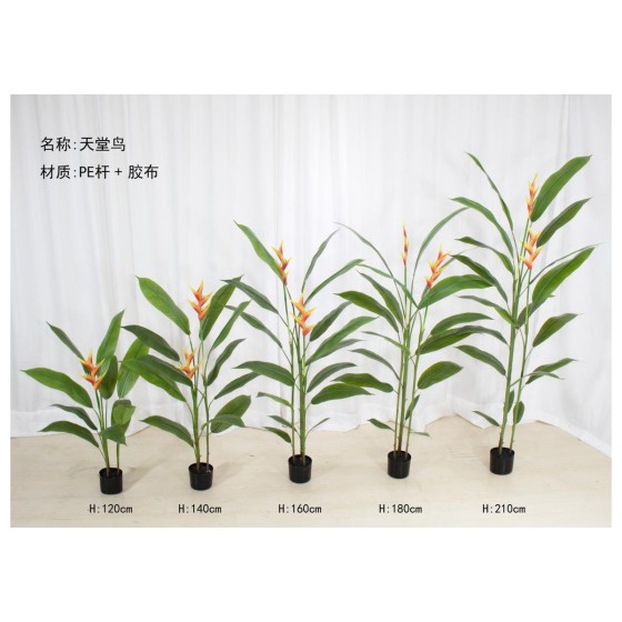 天堂鸟(拆分款） 180cm