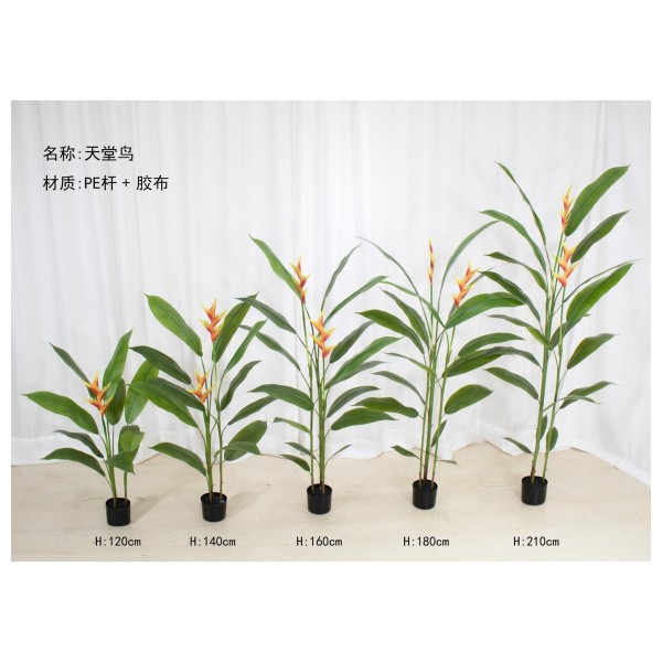 天堂鸟(拆分款） 180cm