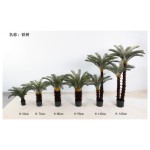 铁树 90cm