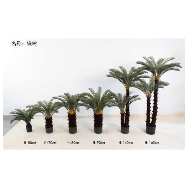 铁树 90cm