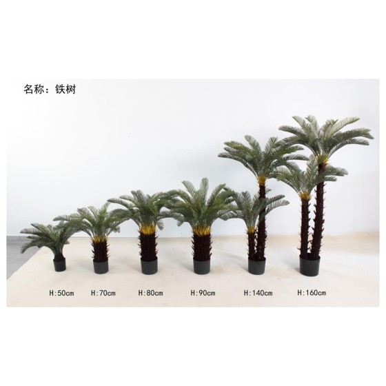 铁树 160cm