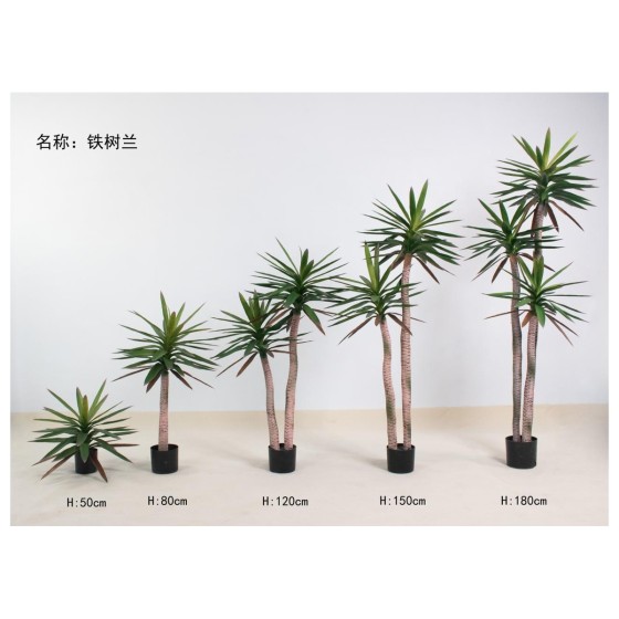 铁树兰A（红尖） 150cm二杆