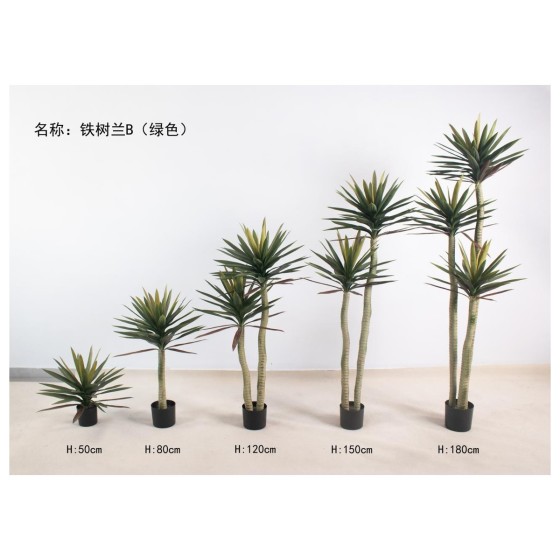 铁树兰B（绿色） 50单头