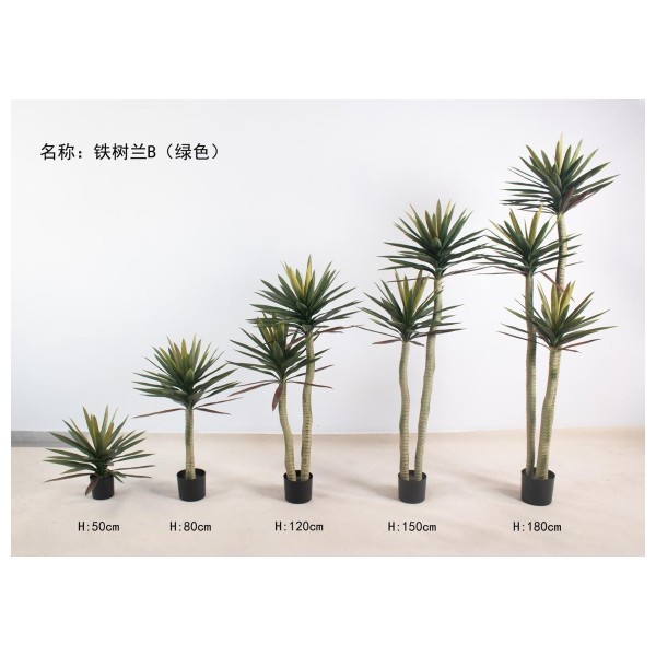 铁树兰B（绿色） 50单头