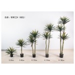 铁树兰B（绿色） 180三杆