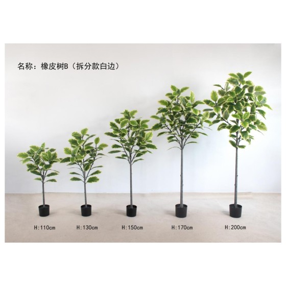 橡皮树B(拆分款白边） 200cm