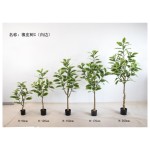 橡皮树C(白边） 90cm三头