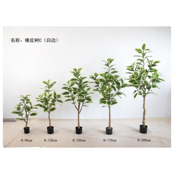 橡皮树C(白边） 90cm三头