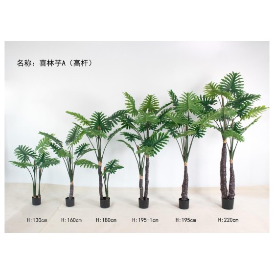喜林芋A(高杆) 195cm双杆
