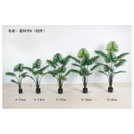 喜林芋B（粗杆） 130cm
