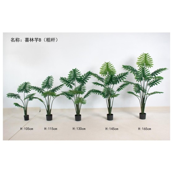 喜林芋B（粗杆） 165cm