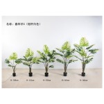 喜林芋C（粗杆白色） 105cm