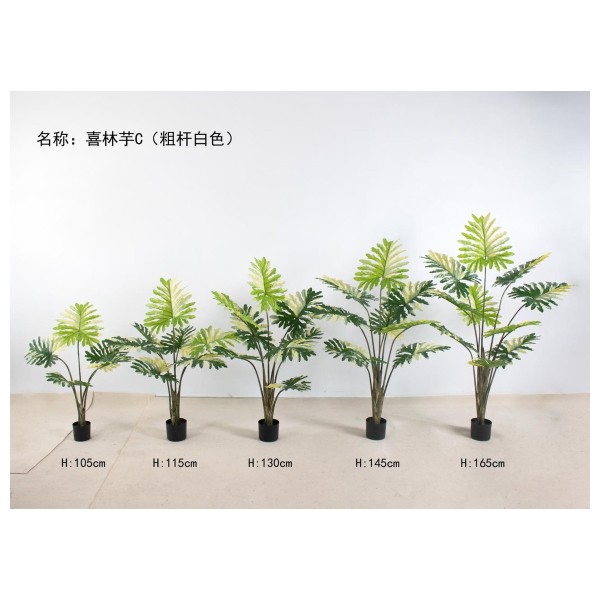 喜林芋C（粗杆白色） 130cm