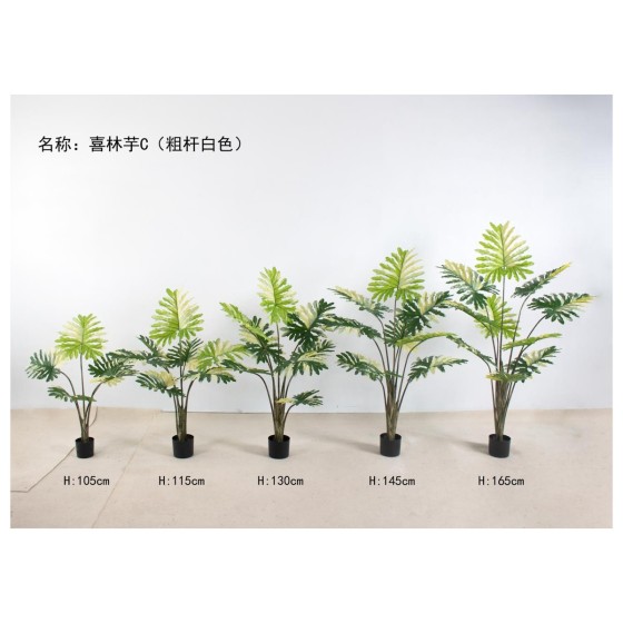 喜林芋C（粗杆白色） 145cm
