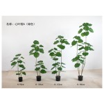 心叶榕A(多杆绿色) 90CM2头