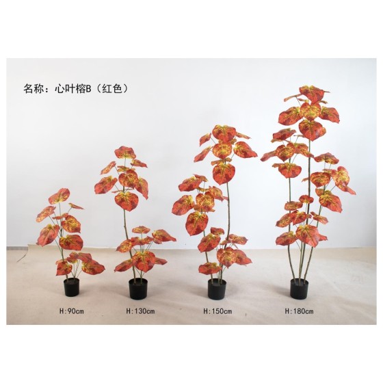 心叶榕B(多杆红色) 130cm2头