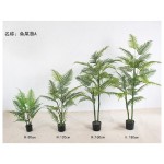 鱼尾葵(绿色杆子) 80cm