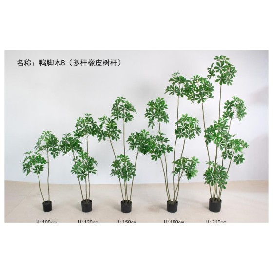 鸭脚木B（多杆橡皮树杆） 100cm