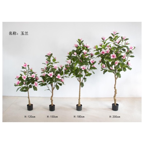 玉兰A（绿色） 150cm