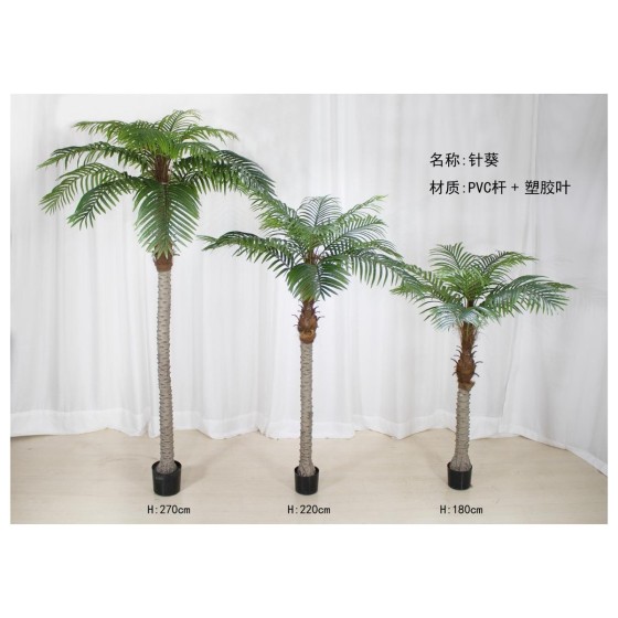 针葵A（长叶） 310cm